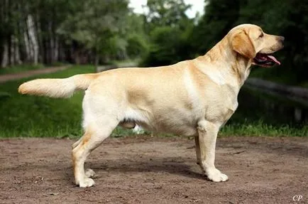 Labrador Retriever fotografie câine, pret, descriere rasa, caracter, video