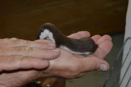 Lusk este posibil pentru a menține animalul in casa (animalul nevăstuică ce să mănânce și unde să trăiască) Lusk este posibil pentru a menține animalul la domiciliu