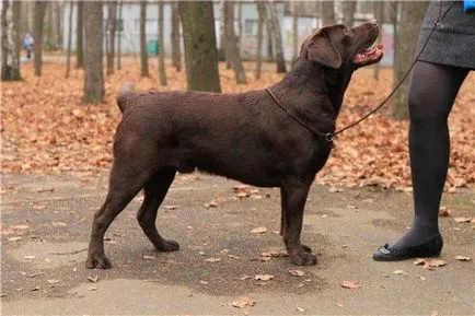 Labrador Retriever fotografie câine, pret, descriere rasa, caracter, video