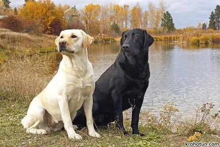 Labrador descriere rasa și caracteristicile de îngrijire