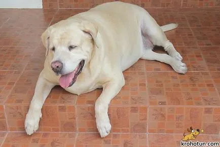 Labrador descriere rasa și caracteristicile de îngrijire