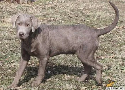 Labrador descriere rasa și caracteristicile de îngrijire