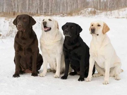 Labrador Retriever fotografie câine, pret, descriere rasa, caracter, video