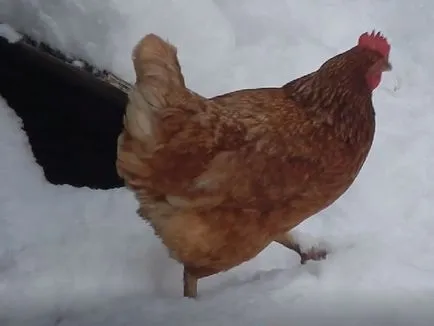 găini Lohman Brown - Descriere rasa, caracteristici, fotografii și video (resturi) găini Lohman Brown - Descriere rasa, caracteristici, fotografii și video
