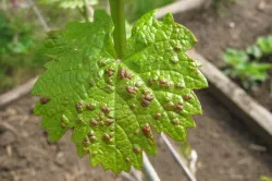 viță de vie frunze pentru preforme Dolma de iarnă