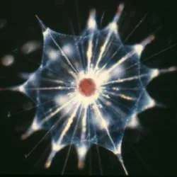Pod, radiolari