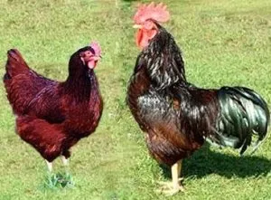găini de carne-ou de top rasa