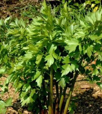 cultivare leuștean și de îngrijire