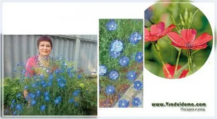 Linum perenne (foto) - plantare și îngrijire, site-ul de grădină, cabana și plante de apartament