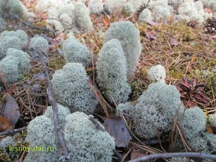 lichenul Cladonia