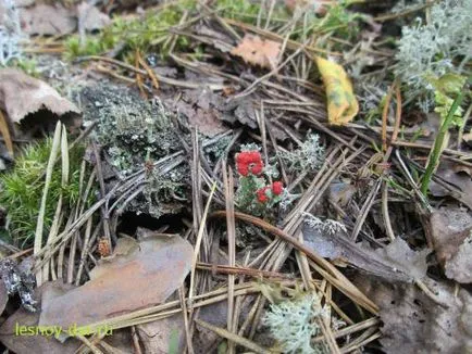 lichenul Cladonia