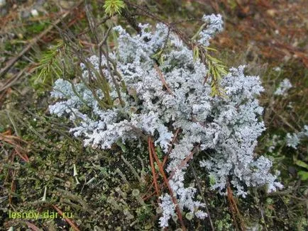 lichenul Cladonia