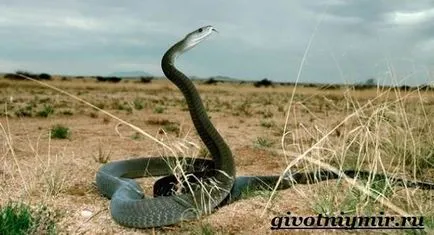 Mamba șarpe negru