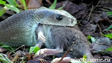 Mamba șarpe negru