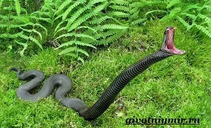 Mamba șarpe negru
