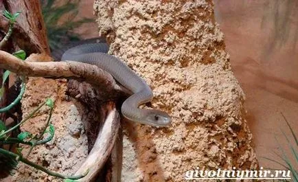 Mamba șarpe negru