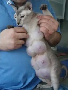Mastita simptomelor pisici, cauze, tratament la domiciliu, zoosecrets (simptome) Mastita simptomelor pisici, cauze, tratament la domiciliu, zoosecrets