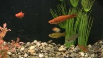 reproducție Platypus și conținutul