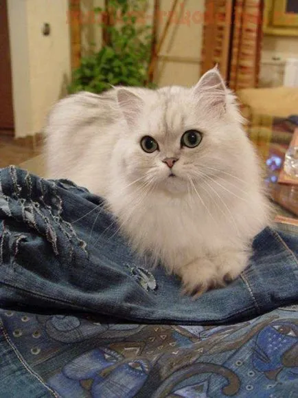 master-class pe de cusut jacheta din denim modificare