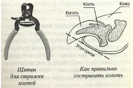 Meyblog - 8 sfaturi simple despre cum să tăiați ghearele unei pisici