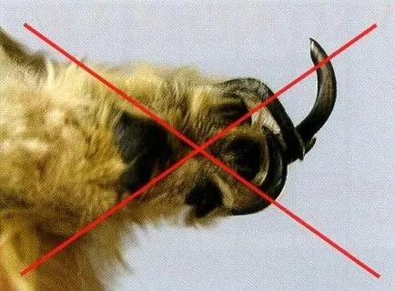 Meyblog - 8 sfaturi simple despre cum să tăiați ghearele unei pisici
