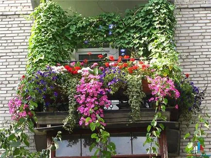 Modalitati de fotografii flori de design balcon și numele de plante populare, procedee pentru producerea pe (balcon, înregistrare nume de flori fotografie pentru a înregistra design pentru a decora) Modalitati de fotografii flori de design balcon și nume de plante populare, metode de cultivare a