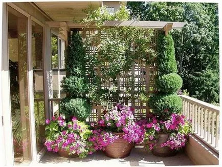 Modalitati de fotografii flori de design balcon și nume de plante populare, metode de cultivare pe (flori) Modalitati de fotografii flori de design balcon și nume de plante populare, metode de cultivare a