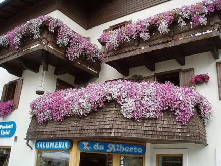 Modalitati de fotografii flori de design balcon și nume de plante populare, metode de cultivare pe (puteți vedea fotografia) Modalitati de fotografii flori de design balcon și nume de plante populare, metode de cultivare a
