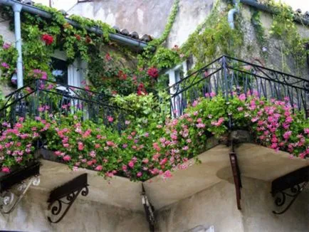 Modalitati de fotografii flori de design balcon și numele de plante populare, procedee pentru producerea pe (plantă) Modalitati de fotografii flori de design balcon și nume de plante populare, metode de cultivare a