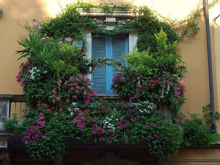 Modalitati de fotografii flori de design balcon și numele de plante populare, procedee pentru producerea pe (plantă) Modalitati de fotografii flori de design balcon și nume de plante populare, metode de cultivare a