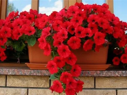 Modalitati de fotografii flori de design balcon și nume de plante populare, metode de cultivare în (foto) Modalitati de fotografii flori de design balcon și nume de plante populare, metode de cultivare a
