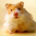 Fie că este posibil să se scalde hamsteri ca apă de spălare în casă și rozătoare Dzungarian Siriene (hamster) Pot să fac baie hamsteri ca apă de spălare în casă și rozătoare siriene Jungar