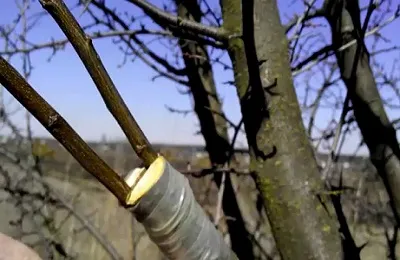 Este posibil să insufle o prună ca vara okulirovat (prune) Este posibil să insufle o prună ca vara okulirovat