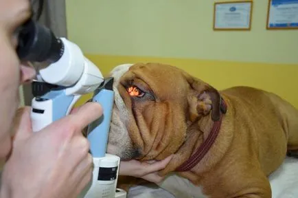 Ochii carpiti câinele identifică principalele cauze ale