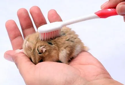 Fie că este posibil să se scalde hamsteri ca apă de spălare în casă și rozătoare Dzungarian siriene (spălare) Pot să fac baie hamsteri ca apă de spălare în casă și rozătoare siriene Jungar