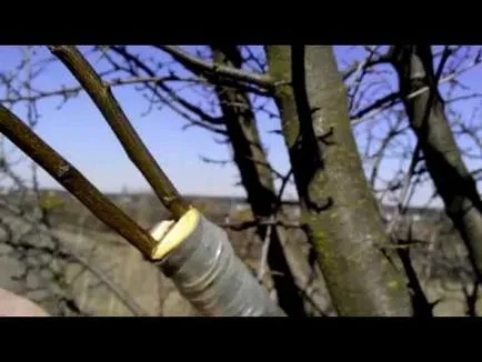 Este posibil să insufle o prună ca okulirovat de vară (puteți) Este posibil să insufle o prună ca vara okulirovat