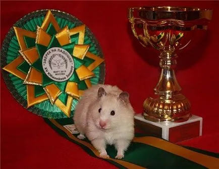 Fie că este posibil să se scalde hamsteri ca apă de spălare în casă și rozătoare Dzungarian siriene (îmbăieze) Pot să fac baie hamsteri ca apă de spălare în casă și rozătoare siriene Jungar