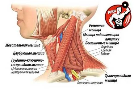 Umflați gâtului - exerciții de antrenament gât dreapta, structura musculare anatomie și practice (exerciții) Umflați gâtului - exerciții de antrenament gât dreapta, structura musculare anatomie și practice
