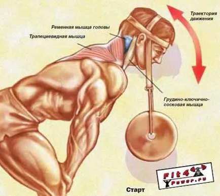Umflați gâtului - exerciții de antrenament gât dreapta, structura musculare anatomie si practice (pompa) Umflați gâtului - exerciții de antrenament gât dreapta, structura musculare anatomie și practice