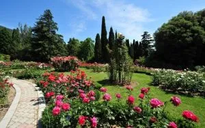 Nikita Gradină botanică (Yalta, Crimeea), preturi, fotografii, site-ul, traseu, descriere (Nikita Grădina Botanică) Nikita Gradină botanică (Yalta, Crimeea), preturi, fotografii, site-ul, direcții, descriere
