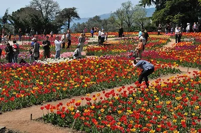 Nikita Gradină botanică (Yalta, Crimeea), preturi, fotografii, site-ul, traseu, descriere (Yalta) Nikita Gradină botanică (Yalta, Crimeea), preturi, fotografii, site-ul, direcții, descriere