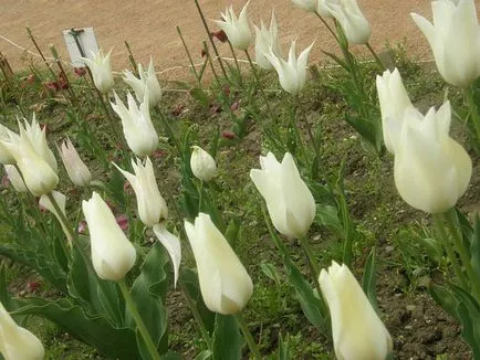 Nikitsky Grădina Botanică din Crimeea (Nikita Grădina Botanică din Crimeea) Nikitsky Grădina Botanică din Crimeea