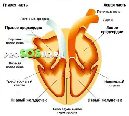 valva aortica 1, 2, 3 grade, tratamentul, simptomele și cauzele (supapa) valva aortica 1, 2, 3 grade, tratament, simptomele și cauzele