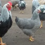 pui rasa generala pentru soiurile de carne și ouă și caracteristici, fotografii și video (rocă) pui rasa generala pentru soiurile de carne și ouă și caracteristici, fotografii și video