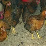 pui rasa generala pentru soiurile de carne și ouă și caracteristici, fotografii și video (rocă) pui rasa generala pentru soiurile de carne și ouă și caracteristici, fotografii și video
