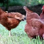 pui rasa generala pentru soiurile de carne și ouă și caracteristici, fotografii și video (foto) pui rasa generala pentru soiurile de carne și ouă și caracteristici, fotografii și video