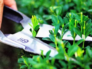 Tunderea plantelor - de ce taie o plantă, dacă este necesar să se taie