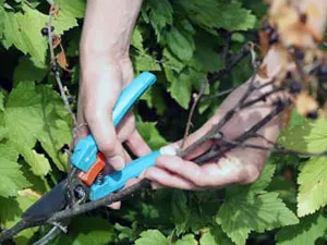 Tunderea plantelor - de ce taie o plantă, dacă este necesar să se taie
