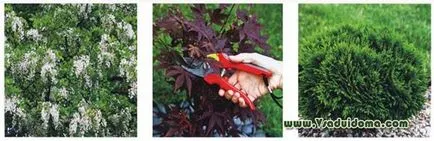 Tundere de pomi fructiferi - ce, când și cum, site-ul de grădină, cabana și plante de apartament