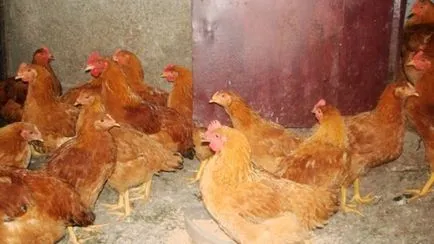 pui rasa generala pentru soiurile de carne și ouă și caracteristici, fotografii și video (rocă) pui rasa generala pentru soiurile de carne și ouă și caracteristici, fotografii și video